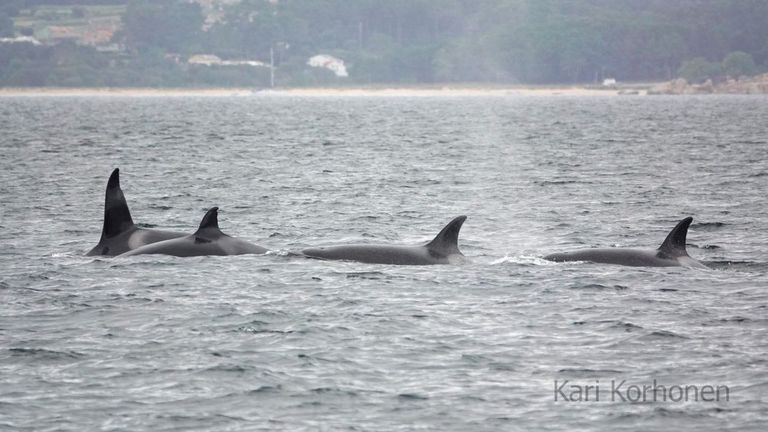 El arroaz boto levanta falsas alarmas sobre la presencia de orcas en las rías
