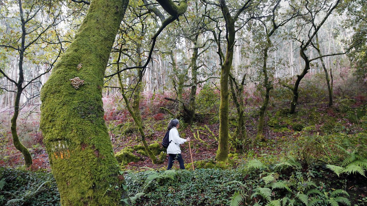Pescados y mariscos para�Nochebuena.Cruz e arco da vella. 4/11/2021