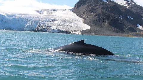 De pelcula: una ballena jorobada a pocos metros de la zdiac 