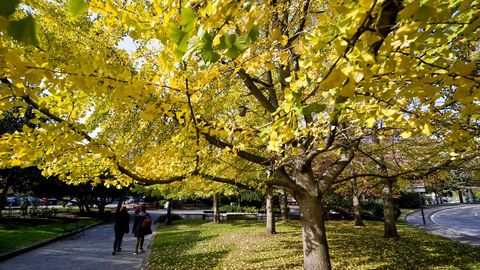 Llega el otoño a los árboles de la ciudad. Cuatro Caminos