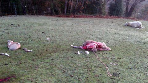 Tres de las ovejas asesinadas en Pravia