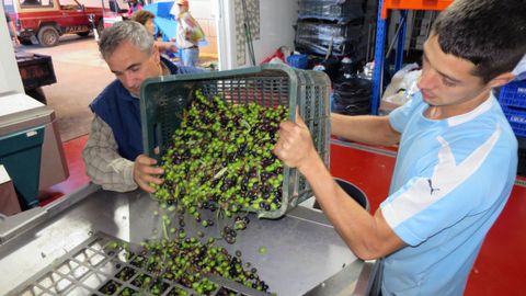 Molienda de aceituna en la las instalaciones de la empresa quiroguesa Adegas Mondelo, productora de aceite de oliva