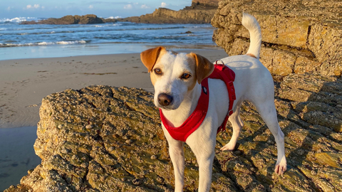 Un perro en la playa de�Punta Corveira.