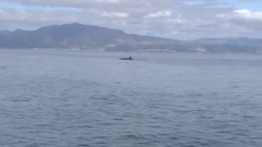 Avistan una ballena en Fisterra