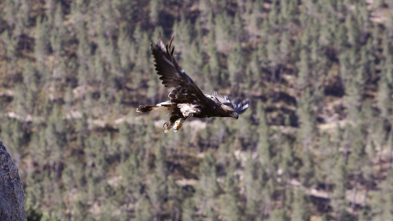 Descubren en Quiroga el único nido de águila real de la provincia de Lugo