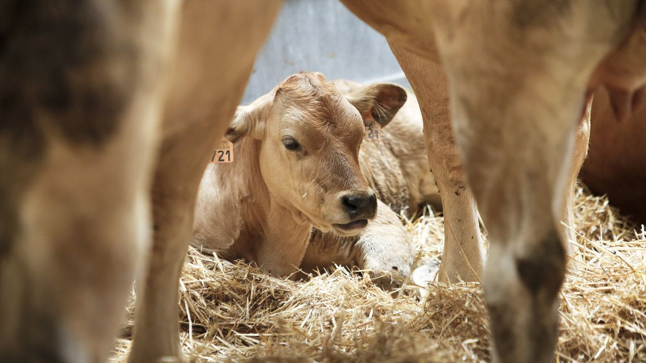 Friol celebra la Feira do Gando Vac�n de Carne