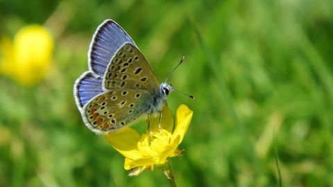 Una  Polyommatus icarus extrae polen de una flor