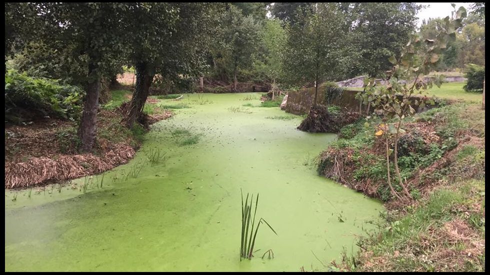 �La culebra salt� medio metro fuera del agua para pillar un lagarto grande�