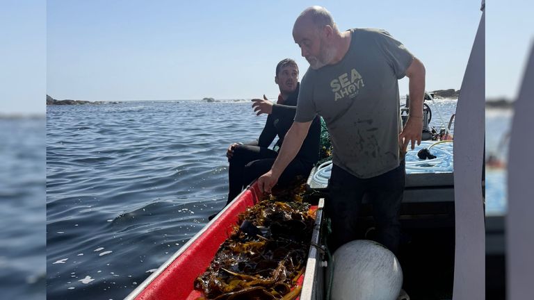 Venta de algas para la industria, el nuevo recurso al que se agarran buzos de Noia, O Son y Portosín: «Teremos que explorar, porque imos a cegas»