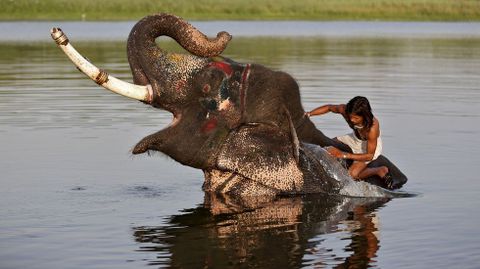 Un mahout salpica agua sobre su elefante en el ro Sabarmati en India. 