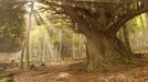 Fotografía facilitada por el naturalista Ignacio Abella de un tejo silvestre en pleno bosque, en Santa Coloma (Asturias).