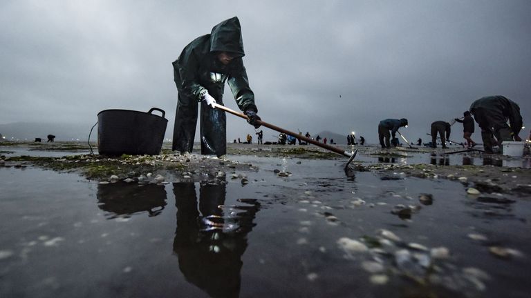El marisqueo gallego, ante la peor crisis del siglo: las intensas lluvias y la baja salinidad se llevan la esencia del mar
