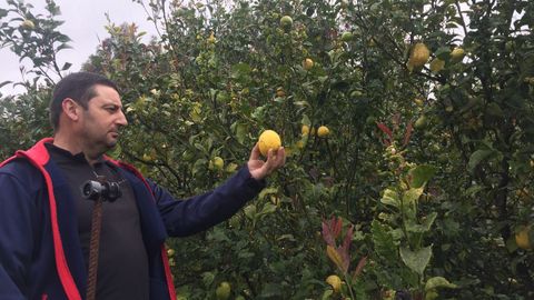 La plantacin de ctricos de Justino Fernndez tiene unas dos hectreas de superficie