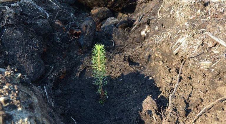 Plantan en Galicia los primeros pinos que son resistentes al nematodo