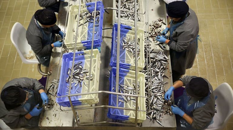 Conserveras españolas alertan de que Marruecos quiere dejarlas sin su sardina