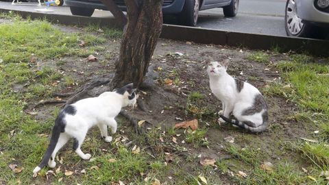 Gatos callejeros por Ferrolterra