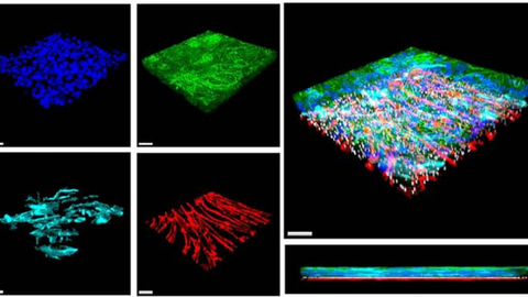 Tricapa de c�lulas card�acas que componen el coraz�n en un chip: cardiomiocitos, en verde; fibroblastos card�acos, en turquesa; y c�lulas endoteliales, en rojo.