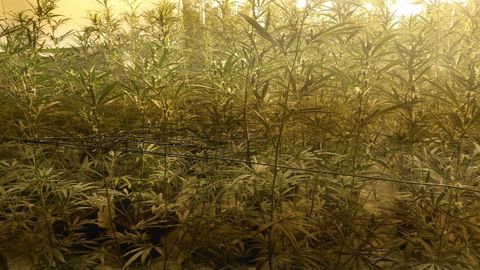 Imagen de archivo de una plantacin de marihuana