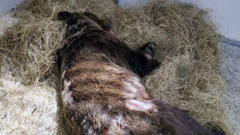 El oso rescatado en Len, en el Centro de Recuperacin de Fauna Silvestre del Gobierno de Cantabria