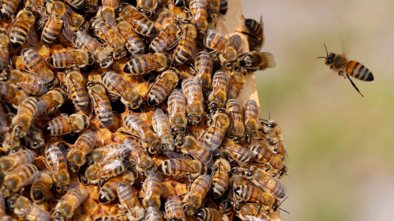 Basura tirada del festival O Son do Camio semanas despus de que termine el festival.Abejas en un panal