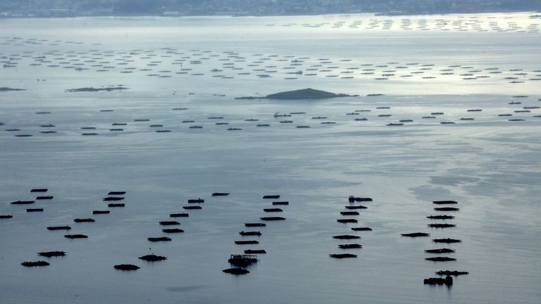 Un cóctel de toxinas lipofílica, paralizante y amnésica afecta al 73% de los polígonos de bateas de Galicia