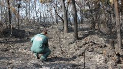 Un agente de la Guardia Civil investiga el origen de un incendio forestal en Moraa