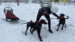 Un esquiador con sus dos perros en la estación de Manzaneda
