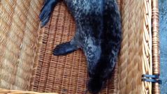 foca
