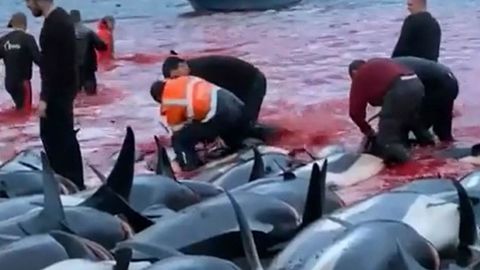 Captura de un vdeo difundido por Sea Shepherd de la matanza de ms de 1.400 delfines en Islas Feroe, en septiembre del 2021