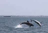 Delfines
