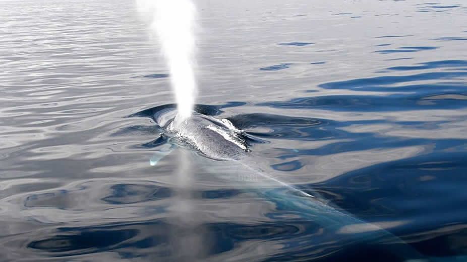 La ballena azul vuelve a Galicia.Un cargamento de carbn