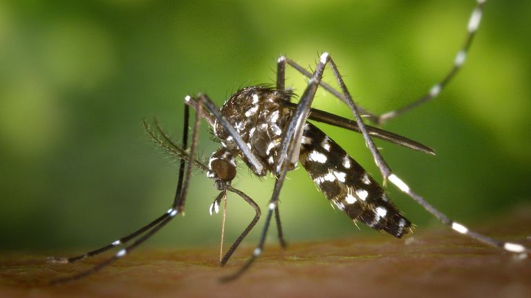 El mosquito tigre ya está en doce municipios del sur de Galicia