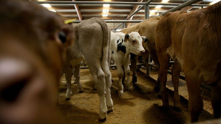 Unións Agrarias urge negociar con Marruecos el envío de vacuno de Galicia, libre de la dermatosis nodular contagiosa