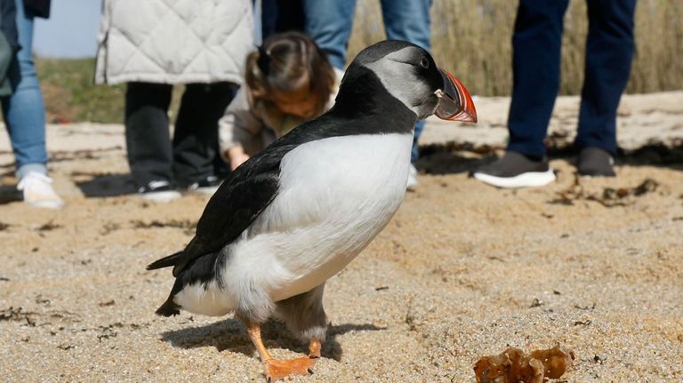 Dos frailecillos que sufrieron los embates de los últimos temporales regresan al mar en A Lanzada