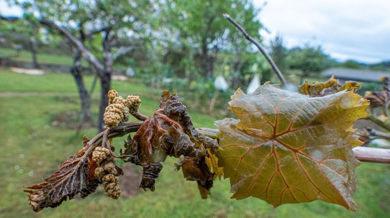 Una «helada negra», sin rastro de escarcha, dañó viñas y frutales en puntos de la Ribeira Sacra