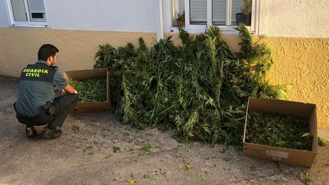 Imagen de archivo de marihuana incautada por la Guardia Civil  en el ao 2018 en la zona de Celanova.