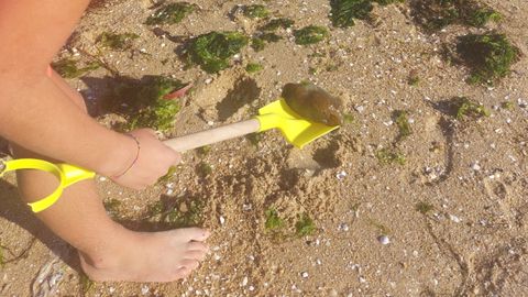 Las babosas marinas aparecieron estos das en playas como la de Os Areos en A Pobra