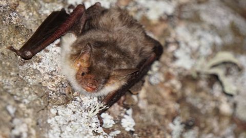 Foto de un ejemplar de Myotis myotis (morcego rateiro grande)