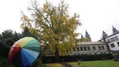 Así luce ya el ginkgo biloba de Fonseca