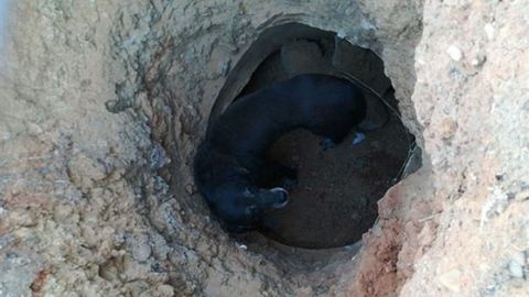 El can fue rescatado de un pozo de dos metros de profundidad en Badajoz