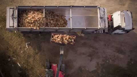 130.000 gallinas fueron sacrificadas en una granja de Valladolid este año