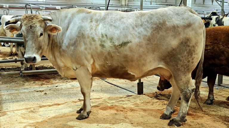 Una firma de Viveiro compra la vaca mejor pagada en Silleda para enviar a Navarra