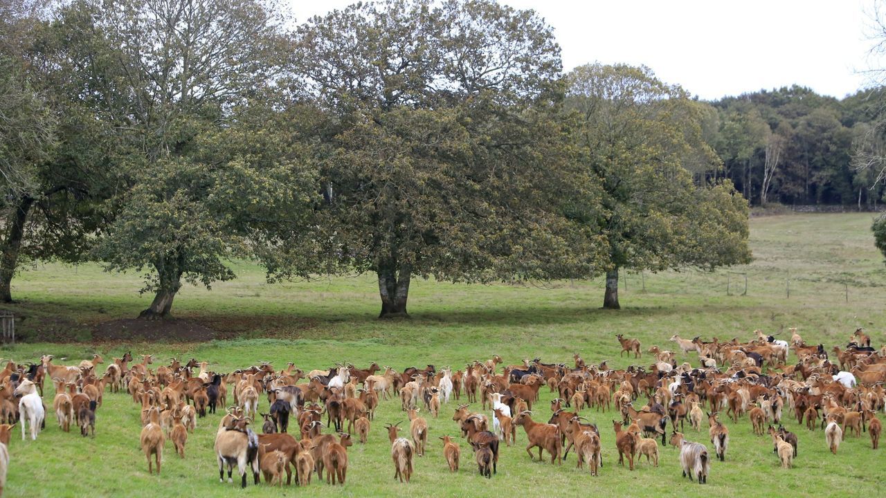 La trayectoria de Mchel en imgenes.Cabras en una explotacin en el municipio de Guntn