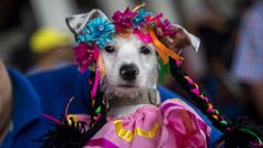 Perra disfrazada para la celebración de San Lázaro en Masaya (Nicaragua)