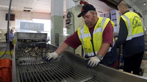 Los mariscadores de la Ria de Noia vuelven a trabajar