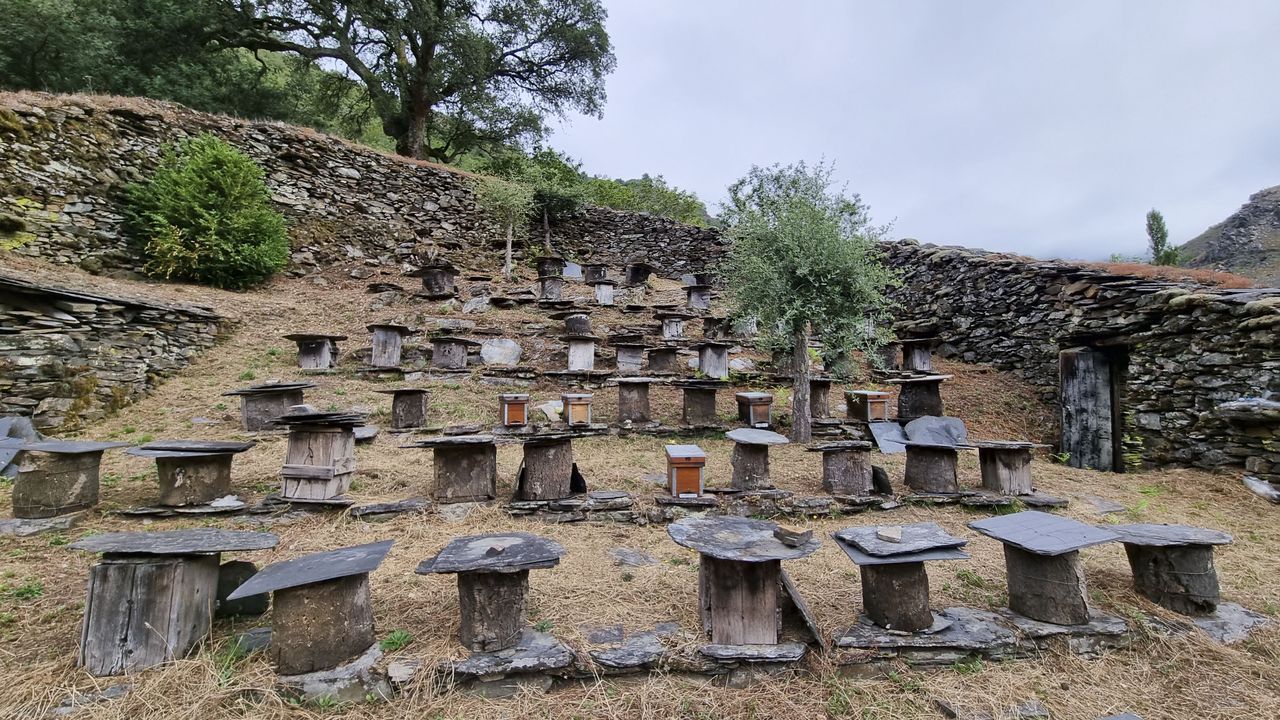 La alvariza de Barxas yla miel ecolgica de Manuel Maca