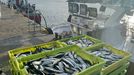 Descarga de sardina en Portosn