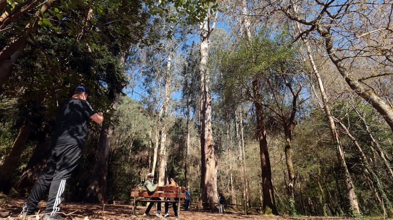 O Avó, el árbol más visitado de Europa, se enfrenta a la tala de 300 eucaliptos «hermanos»