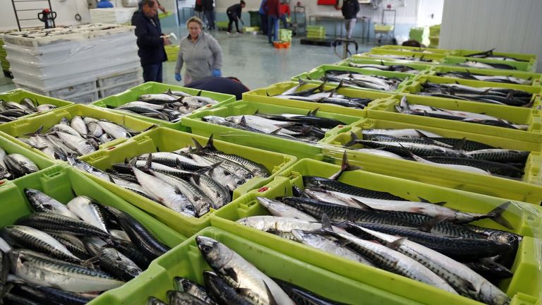 La UE y varios países castigan a Rusia por su «insostenible» pesca de xarda