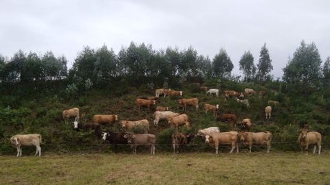 Explotación de ganado vacuno de carne de Luía (Ortigueira) incluida en el proyecto Carne de vacún a pasto.